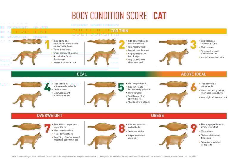 BCS_Cat_A5-1_Page_1-2048x1448