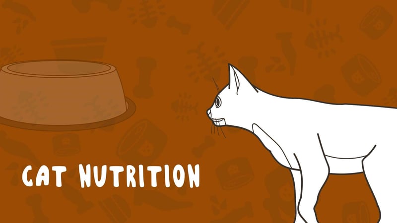 Cat Nutrition