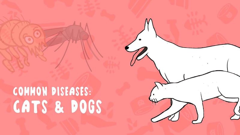 Common Diseases Cats & Dogs