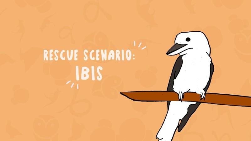 IBIS