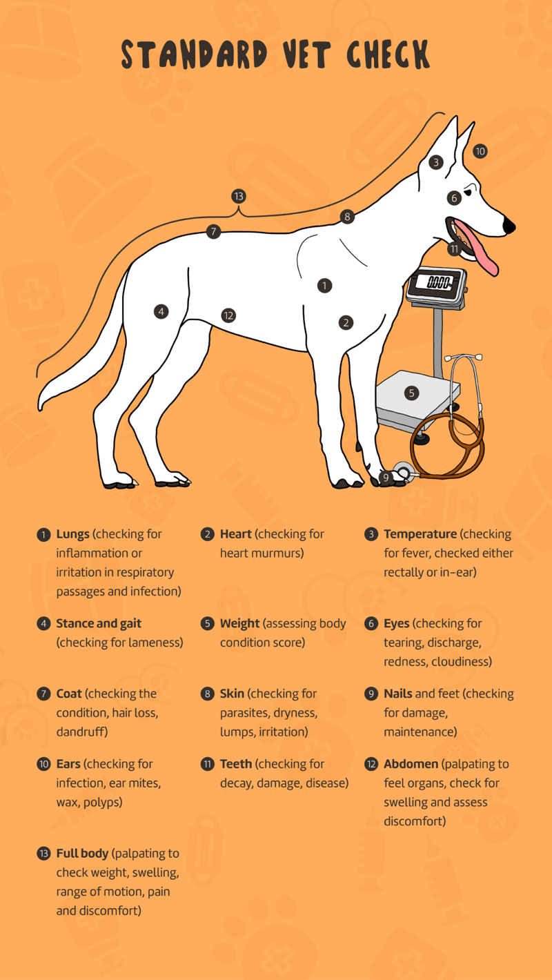 Standard.Vet_.Check_Infographic-1153x2048