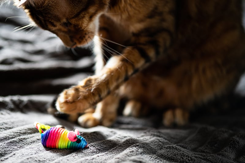cute-bengal-cat-plays-with-rainbow-toy-mouse-2021-09-03-13-55-55-utc-2048x1365