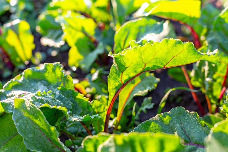 The Power of Edible Gardens