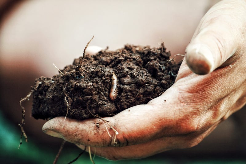 hand-holding-soil-with-lot-of-worms-and-roots-2023-11-27-05-07-23-utc-2048x1365
