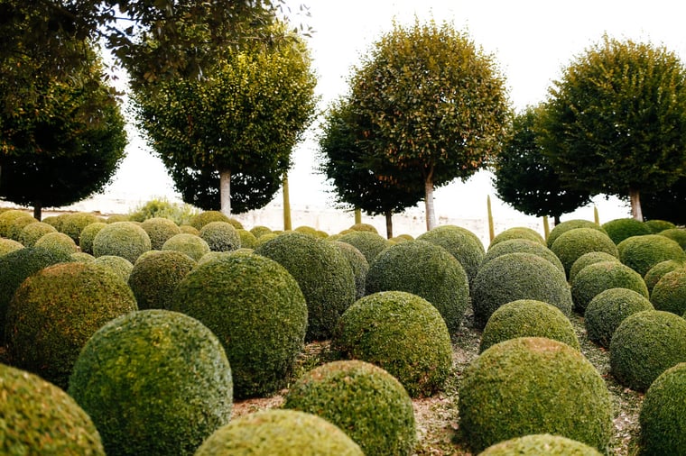 landscaped-garden-with-boxwood-balls-near-in-franc-2023-11-27-04-48-52-utc-1536x1024
