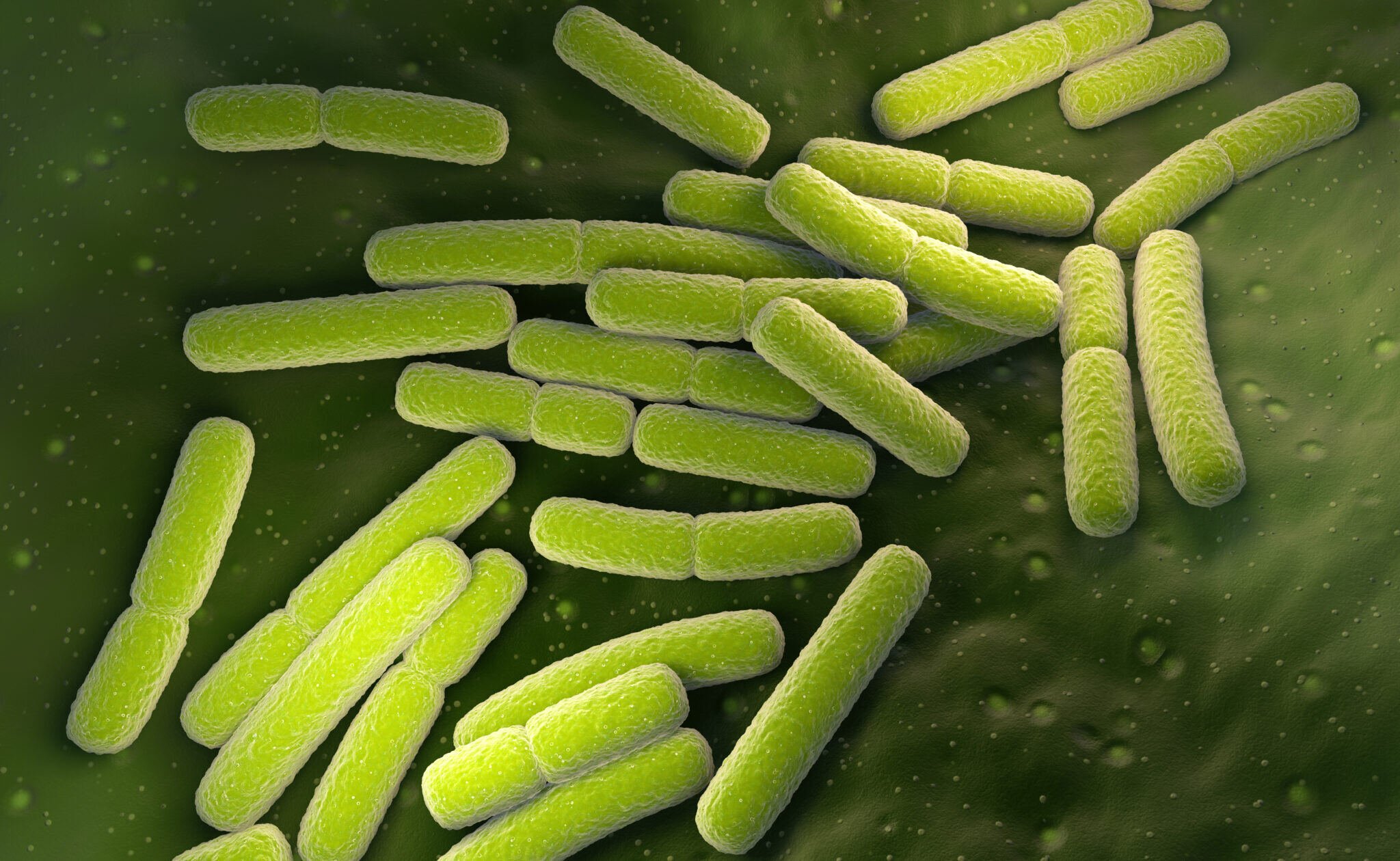 e-coli-escherichia-coli-bacteria-cells-2021-08-26-15-33-00-utc-2048x1260