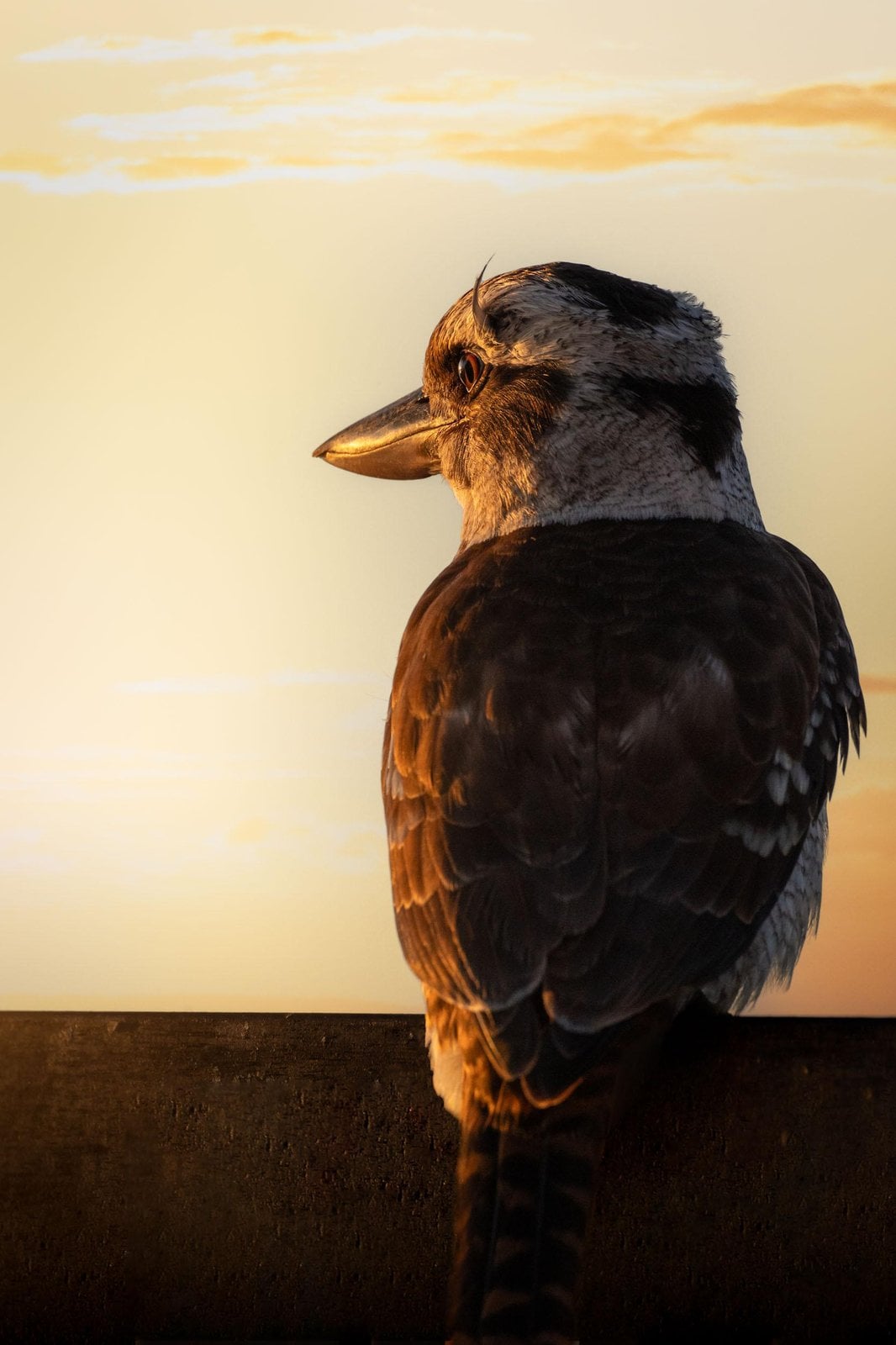 Kookaburra at Tangalooma