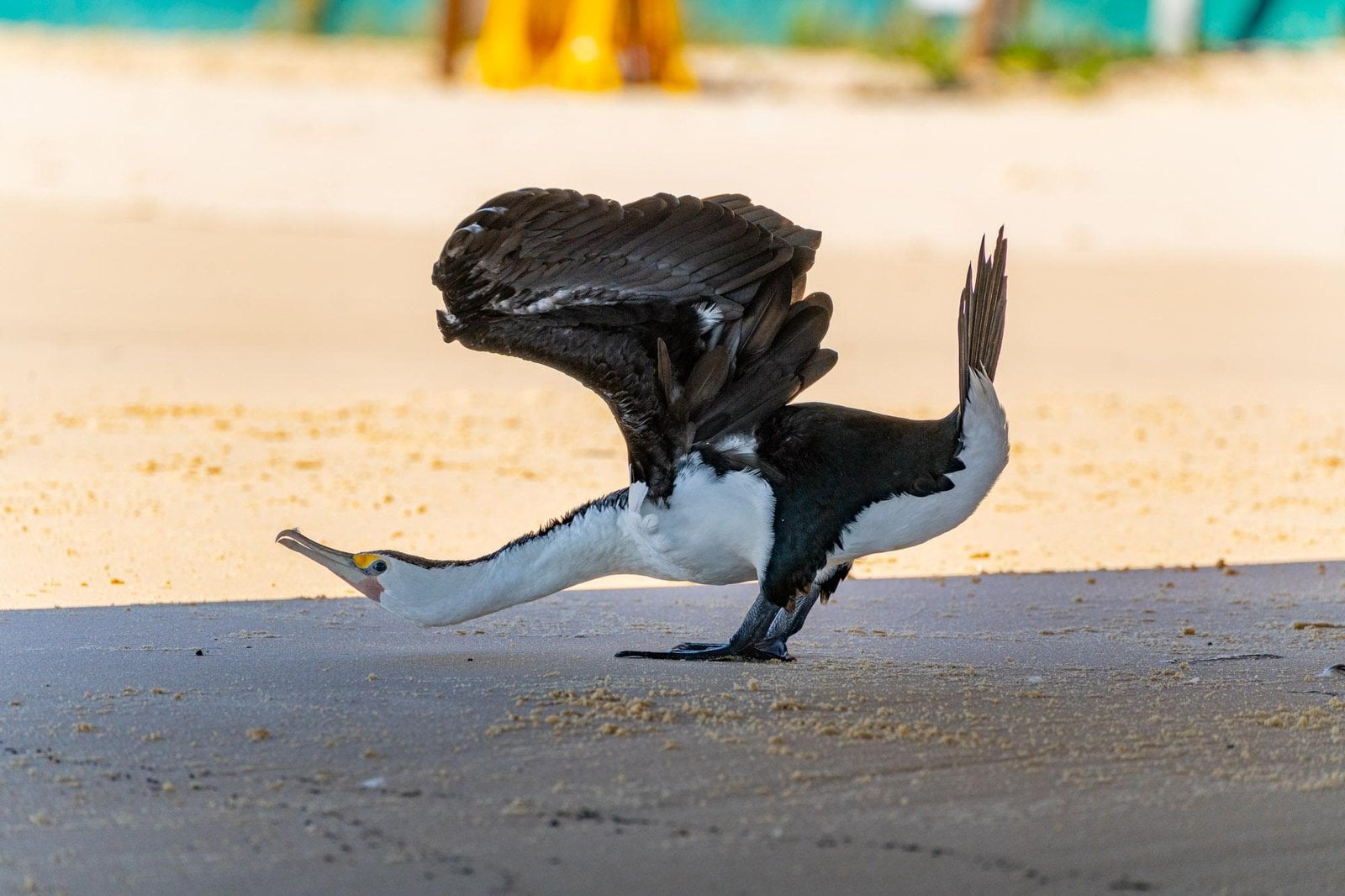 Cormorant at Tangalooma