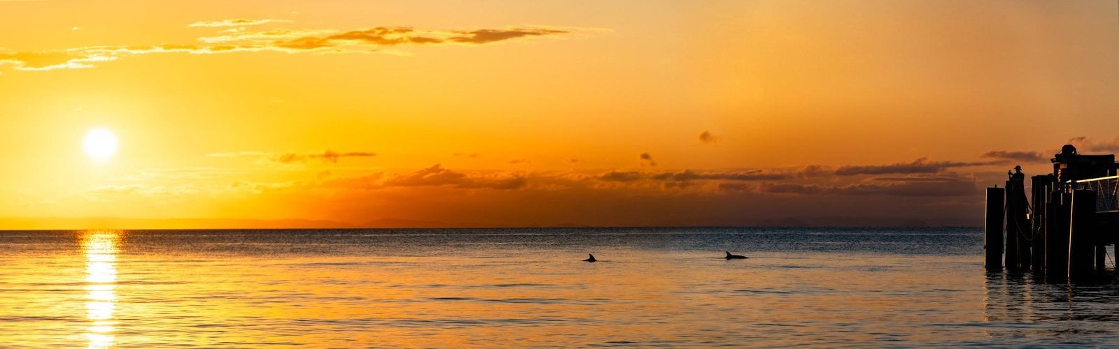 Student wildlife photograph of a dolphin at Tangalooma