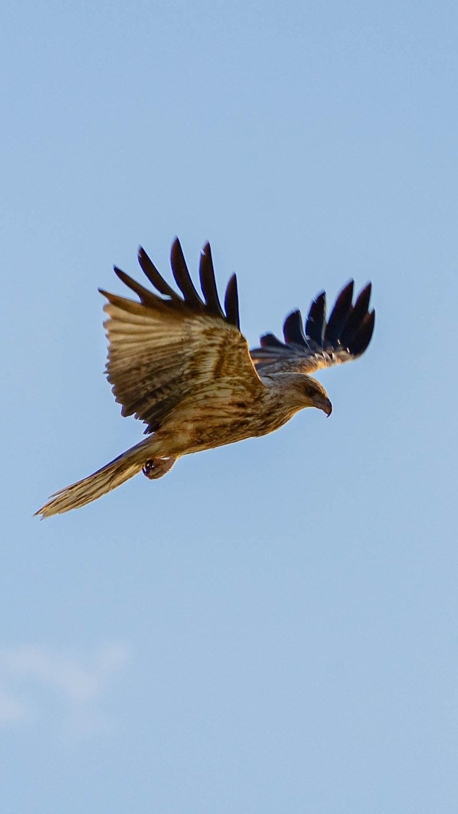 Whistling kite at Tangalooma