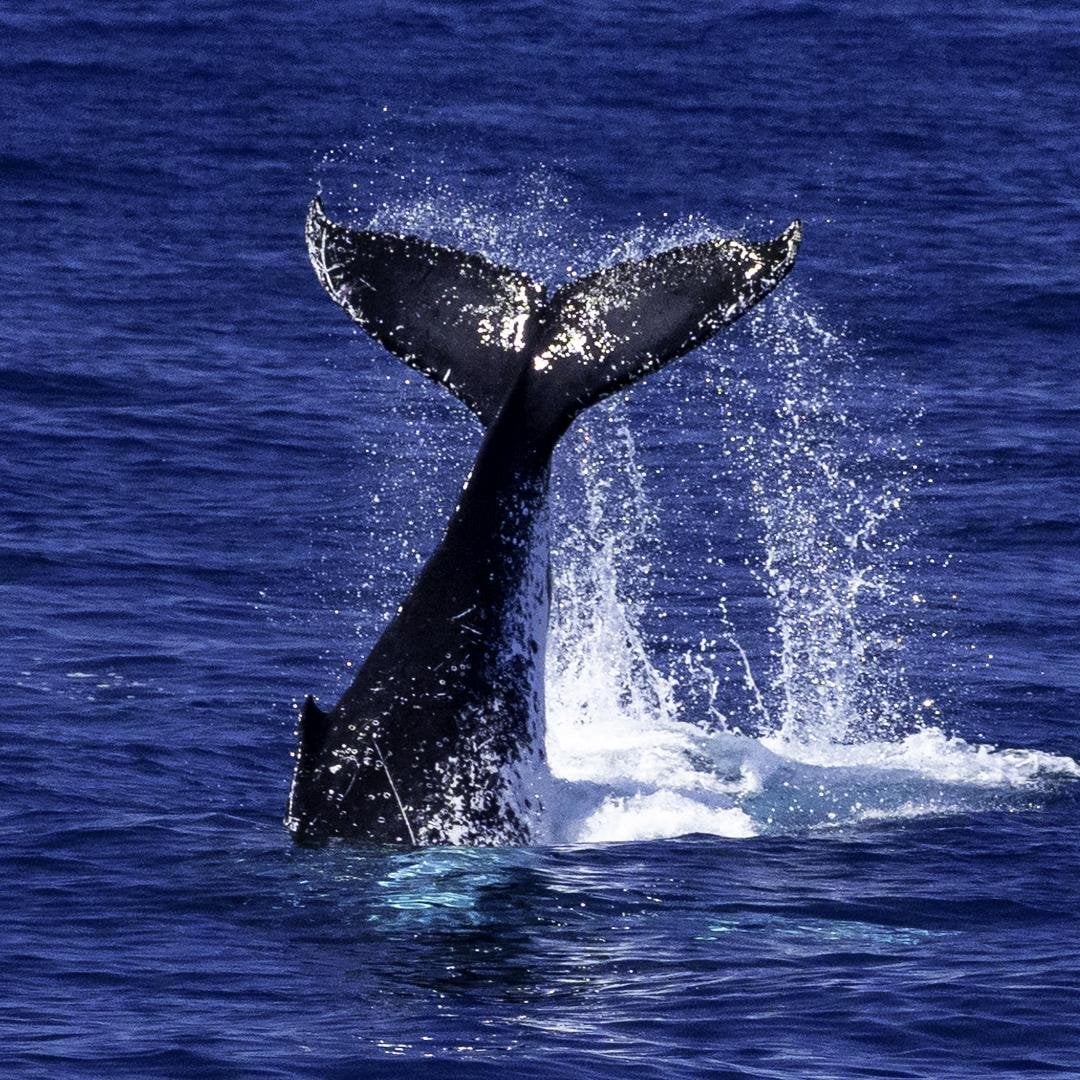 Whale at Tangalooma